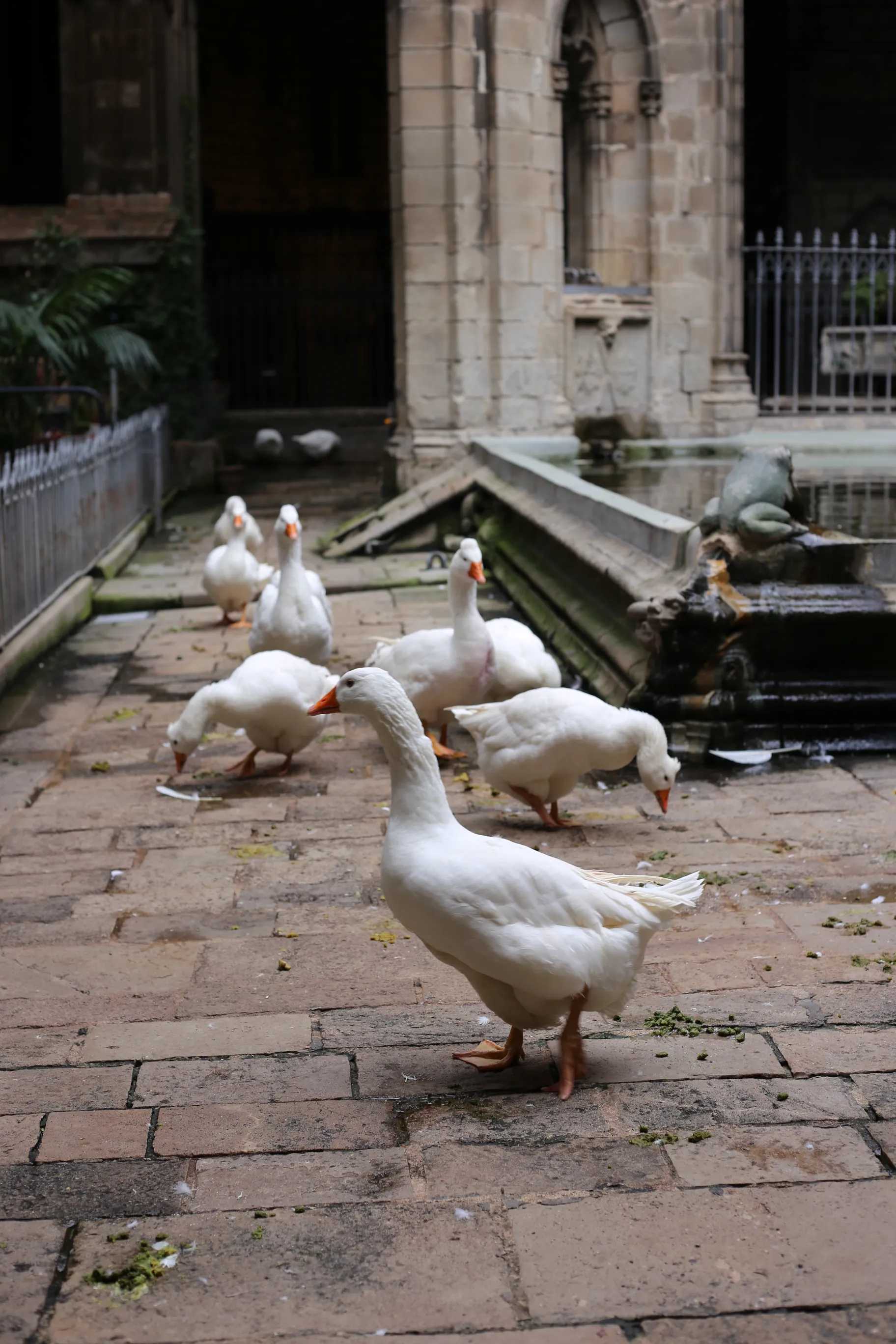 View from cathedral roof