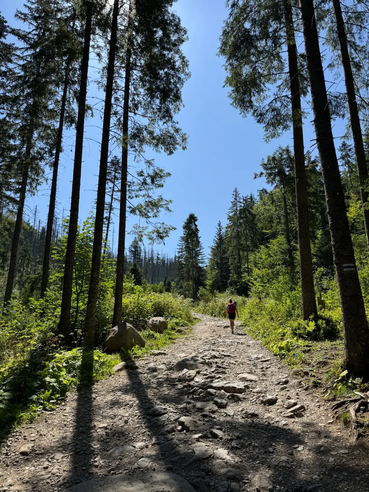 Blue trail from Dolina Filipka