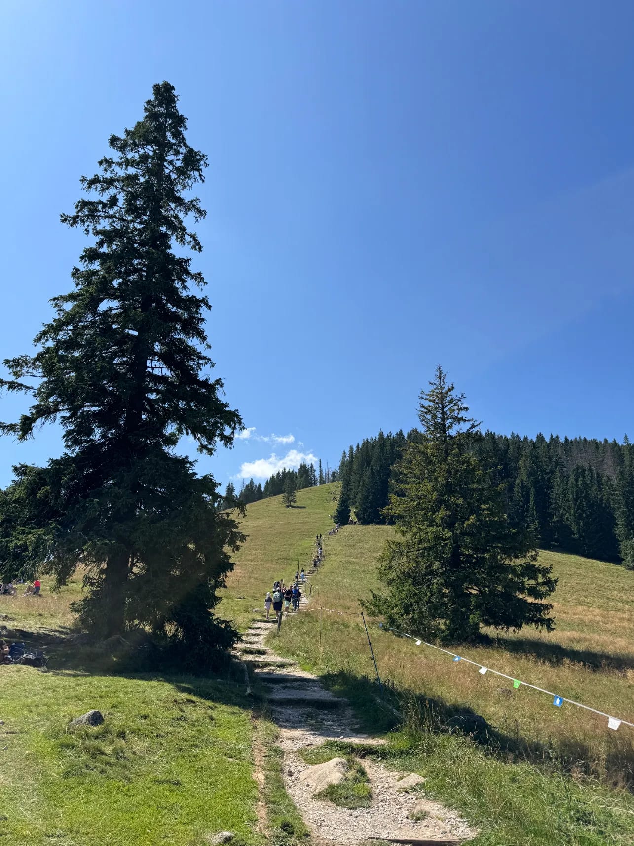 Green trail leading to Gęsia Szyja summit