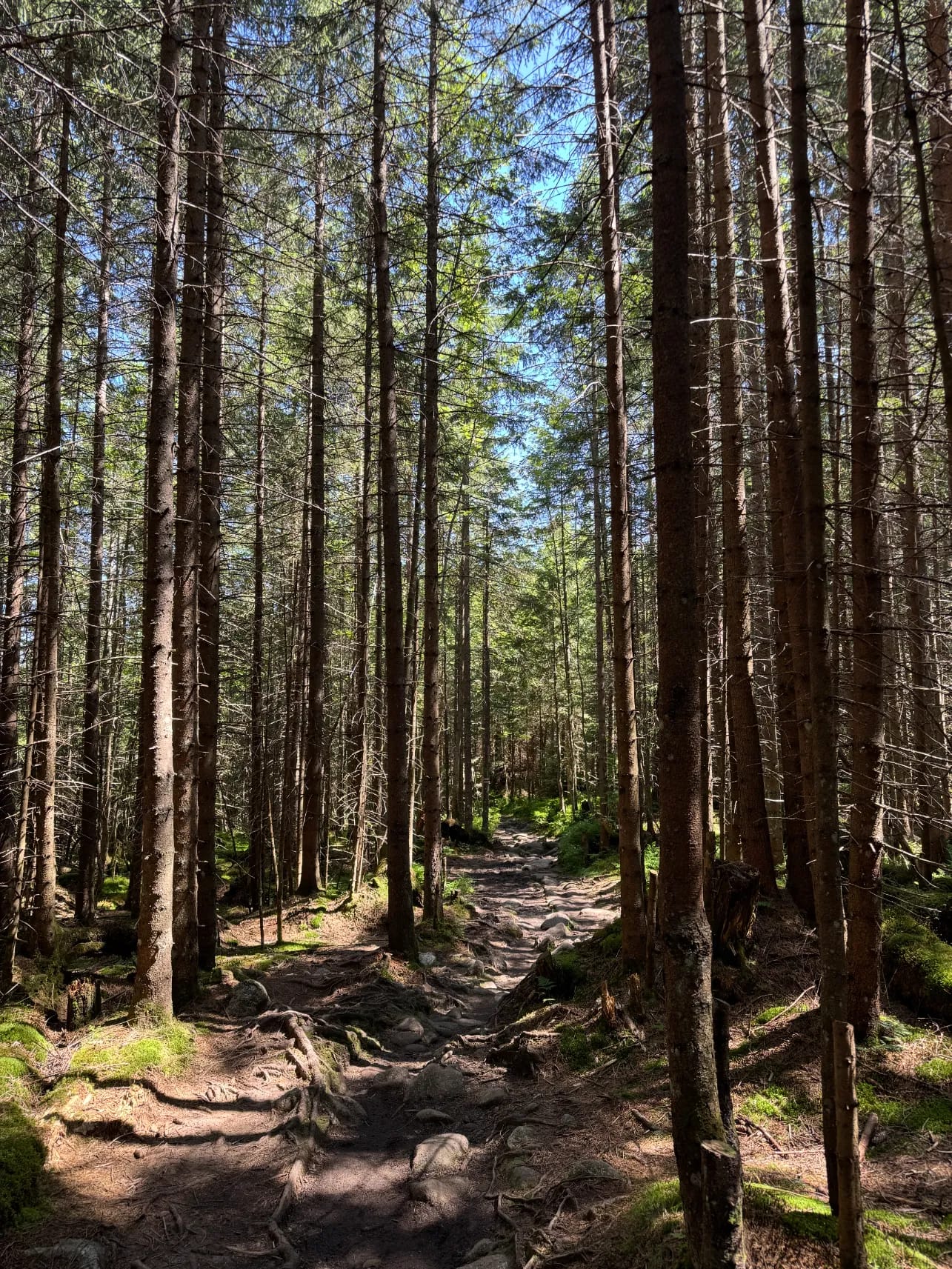 Red trail through Wodogrzmoty Mickiewicza