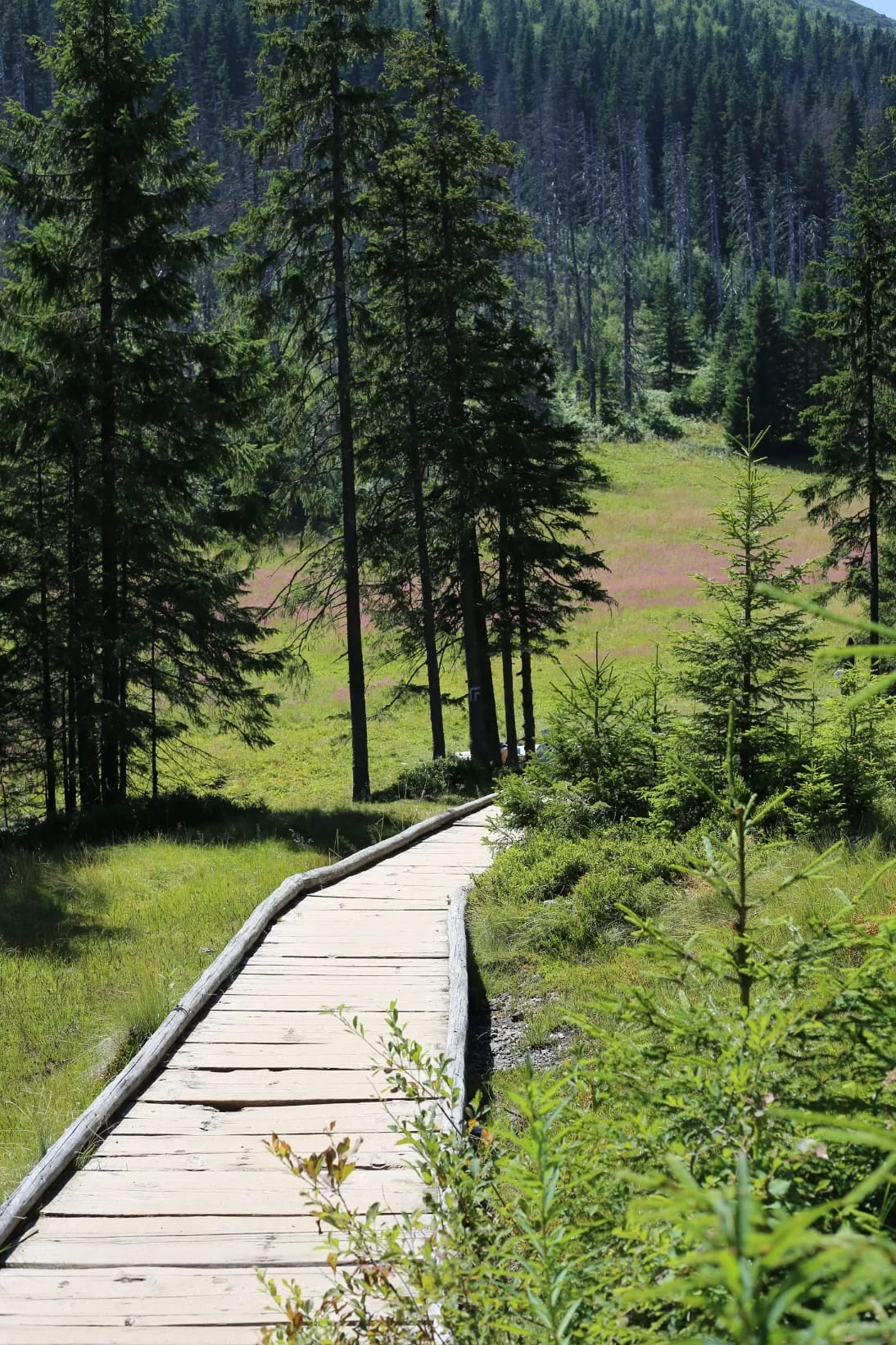 Rówień Waksmundzki clearing in Tatra National Park