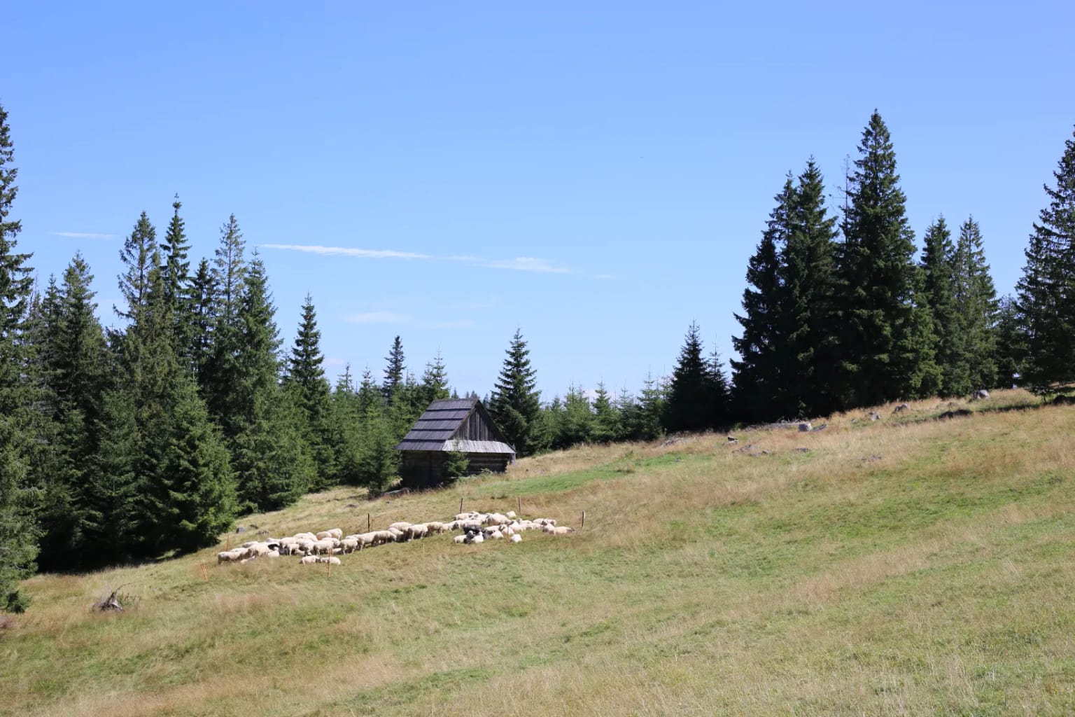 Sheep grazing on Rusinowa Polana meadow