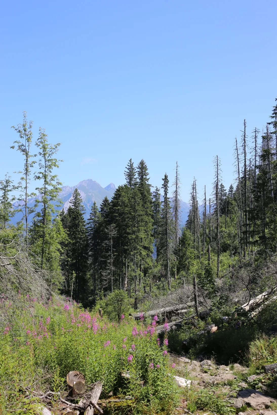 Forest trail near Gęsia Szyja