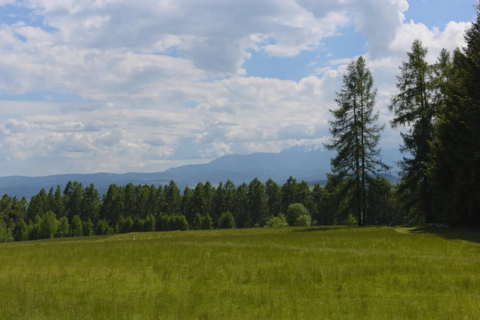 Open meadow field along yellow trail near Lubań