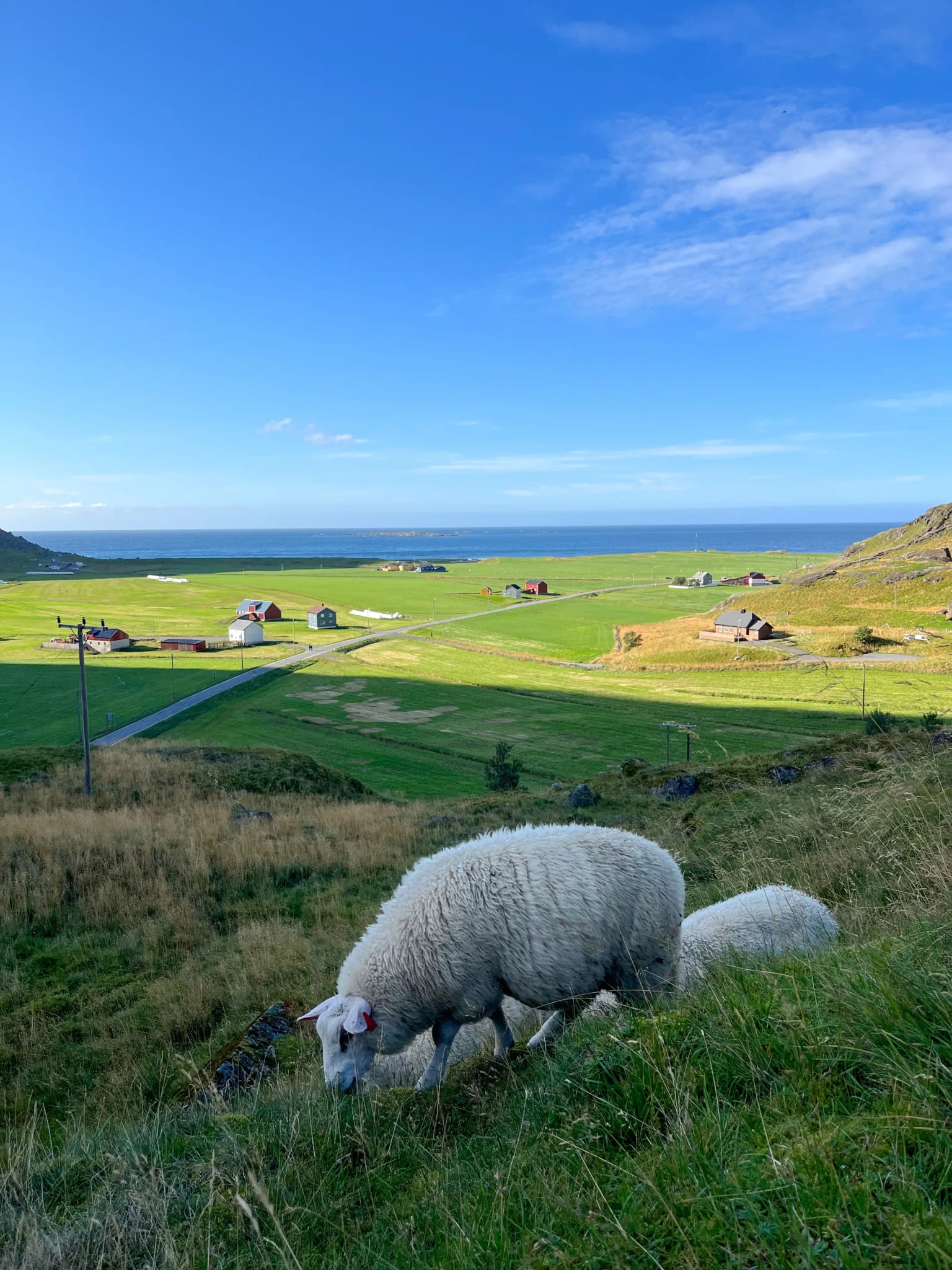 Sheep on Mannen trail