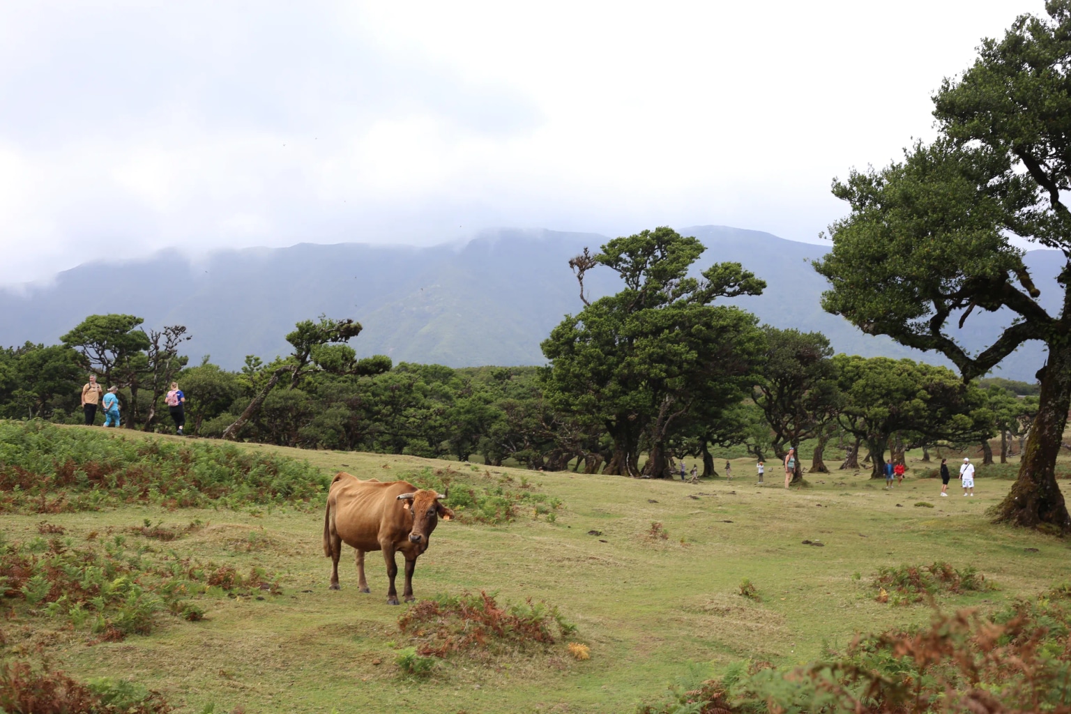 Las na Maderze z krową w tle